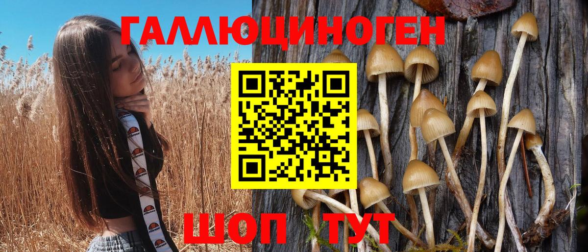 Галлюциногенные грибы Psilocybine cubensis Георгиевск